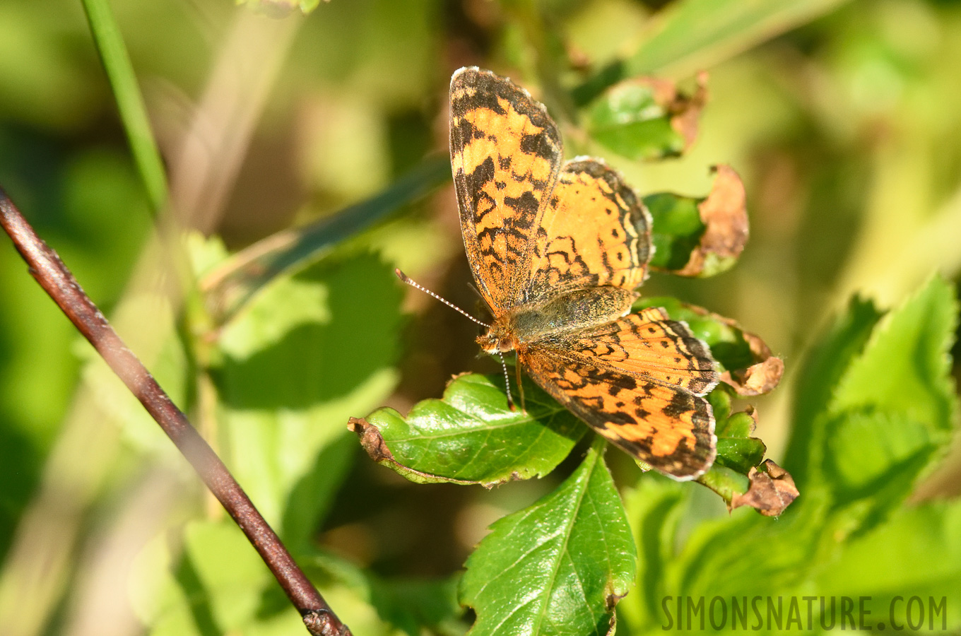 Phyciodes cocyta [400 mm, 1/1000 Sek. bei f / 8.0, ISO 1600]